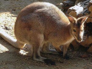 Bioparco di Roma