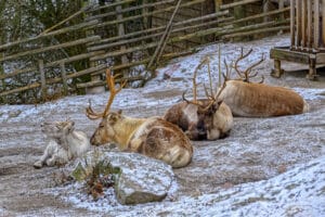 Skansen Open Air Museum - Wildlife