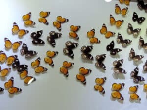 Frame with butterflies inside the Dubai Butterfly Garden.