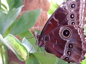 Morpho Peleides butterfly inside the Dubai Butterfly Garden.