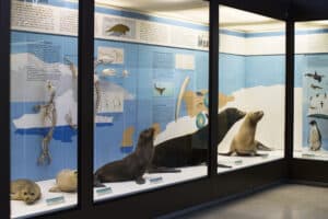 Expositions from the animal world placed in the Museum of Natural History in Milan.