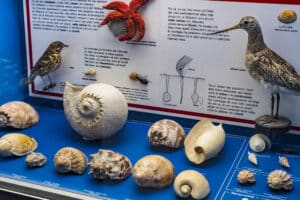 History of the evolution and development of mollusks in the Museum of Natural History in Milan.