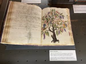Medieval Botanical Atlas of american plants in Art and Historic Correr Museum (Museo Correr)