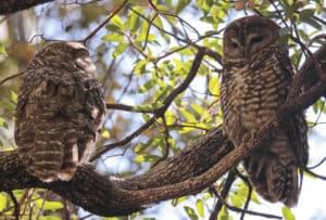 Pair of Mexican Spotted Owls in Their Roost