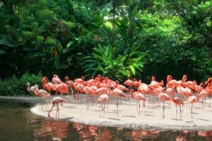 A group of red flamingos