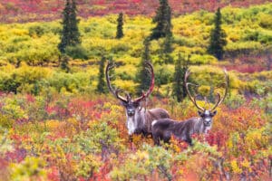 A pair of caribou in Denali national park in Alaska.