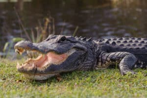 Alligator in Everglades park in Florida