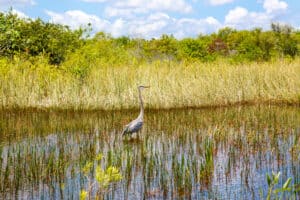 Airboat ride at Everglades National Park in USA
