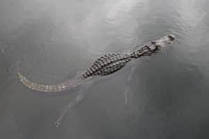 American alligator swimming in a lake, top view, Everglades National Park, Florida, USA.