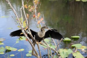 Anhinga bird at Everglades National Park.