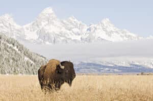 Bison at Grand Teton