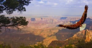 Eagle takes flight over Grand Canyon USA