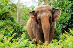 Female Asian elephant surrounded with green leaves. Photographed in Zoo Miami, South Florida.