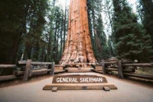 General Sherman Tree, the world`s largest tree by volume, Sequoia National Park, California, USA.