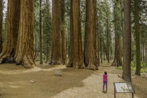 Giant Redwoods in Sequoia National Park being admired by visitors