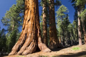Giant Sequoia tree in the Mariposa Grove, Yosemite National Park, California, USA