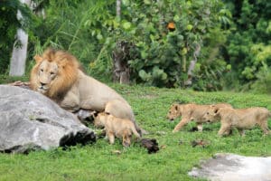 Lion cubs running to dad. Miami zoo, south Florida.