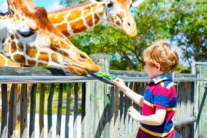Feeding giraffe in zoo.