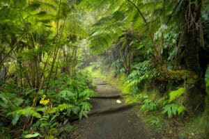 Lush rainforest in Volcanoes National Park Big Island Hawaii, USA