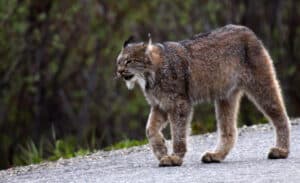 Lynx in Denali National Park.