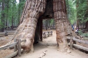 Photo of giant California redwood tree in Mariposa Grove of Yosemite National Park. Tree is one of 3 redwoods at least 3000 years old.