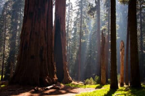 Sequoia National Park with giant trees