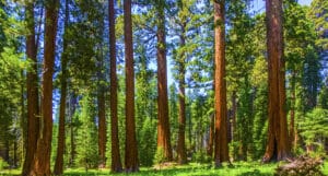 Sequoia trees in Sequoia National Park near Giant village area.
