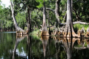 Swamp forest. A serene shot of a swamp in the everglades national park Florida