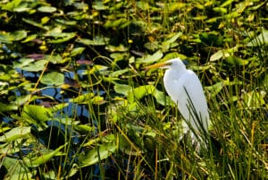 White bird at Everglades National Park with lily pads background