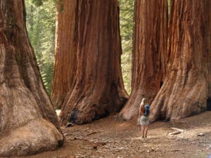 Yosemite National Park - Mariposa Grove Redwoods