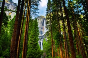 Yosemite Waterfalls behind Sequoias in Yosemite National Park,California
