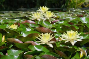 La Mortella Gardens lily pond, serene greenery